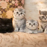 واگذاری توله گربه اسکاتیش
