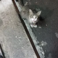 گربه خانگی بوده فکر کنم و گم شده