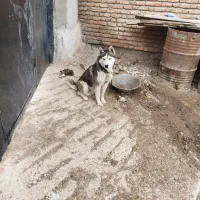 سگ هاسکی چش یخی