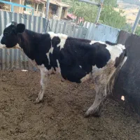 فروش گاو و  گوساله ماده صنعتی