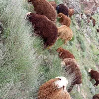 بره نر . گوسفند