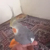 عروس هلندی نر