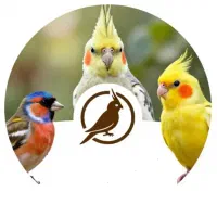 دنیای پرندگان زینتی