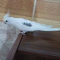 واگذاری عروس هلندی دو کت البینو تکخال خریدا...