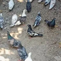 کبوتر تکپر ورتگی