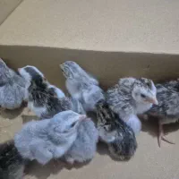 جوجه مرغ شاخدار
