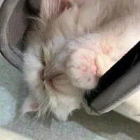 گربه پرشین|گربه|رشت, دیلمان|دیوار