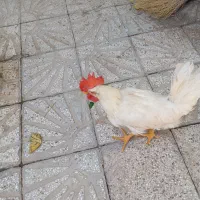 ۳تا خروس