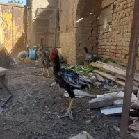 خروس لاری سالم و طوسی