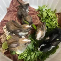 بچه خرگوش فاضل آباد