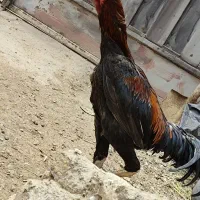 جوجه خروس لاری اصیل
