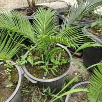 سیکاس|گل و گیاه طبیعی|دالخانی, |دیوار