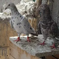 کبوتر