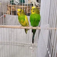معاوضه مرغ عشق با مرغ مینا