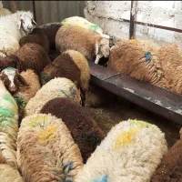 گوسفند مرغ خروس زنده