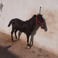 کره نر .اسب.