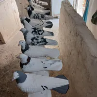 انواع مجسمه گچی