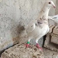 کبوتر|پرنده|اهرم, |دیوار