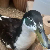 اردک