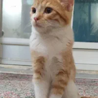 واگذاری گربه نارنجی شیطون