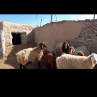 فروش گوسفند هترو