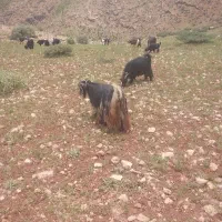 بزداشتی|حیوانات مزرعه|اردل, |دیوار