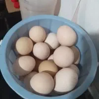 تخم مرغ محلی  نطفه دار نژاد کرچ شو
