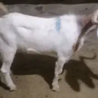1راس بز درجه یک