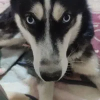 سگ هاسکی