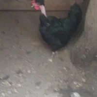 مرغ کردن لخت ورسمی سالم تخم گذار