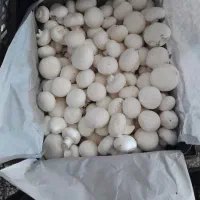 قارچ سوخاری
