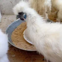 خروس ابریشمی کوپال