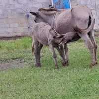شیر الاغ