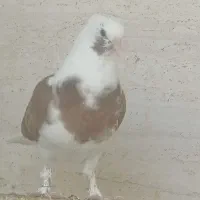 کفتر