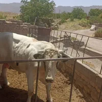 گوساله هلشتاین نر