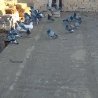 کفتر