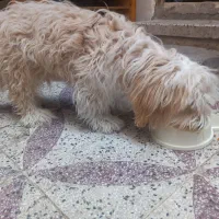 واگذاری سگ شیتزو