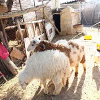 بره