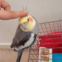گمشده