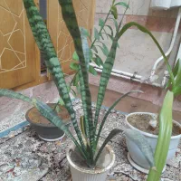 گل و گیاه