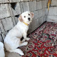 سگ پشمالو
