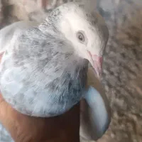 کبوتر