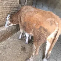 گاو سیمینتال با گوساله