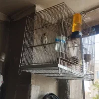 سهره بهاره سال خورده