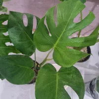 حراج گلهای آپارتمانی به قیمت عمده