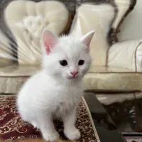 بچه گربه پرشین