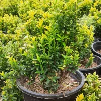 انواع گل و گیاه،باغبانی اجرای انواع باغچه باغ ویلا