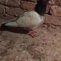کفتر|پرنده|قوچان, |دیوار