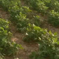 فروش کاه لوبیا