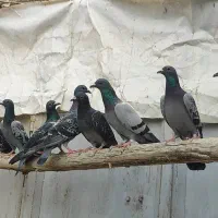 کبوتر پلاکی نر جوان 30عدد تبریز